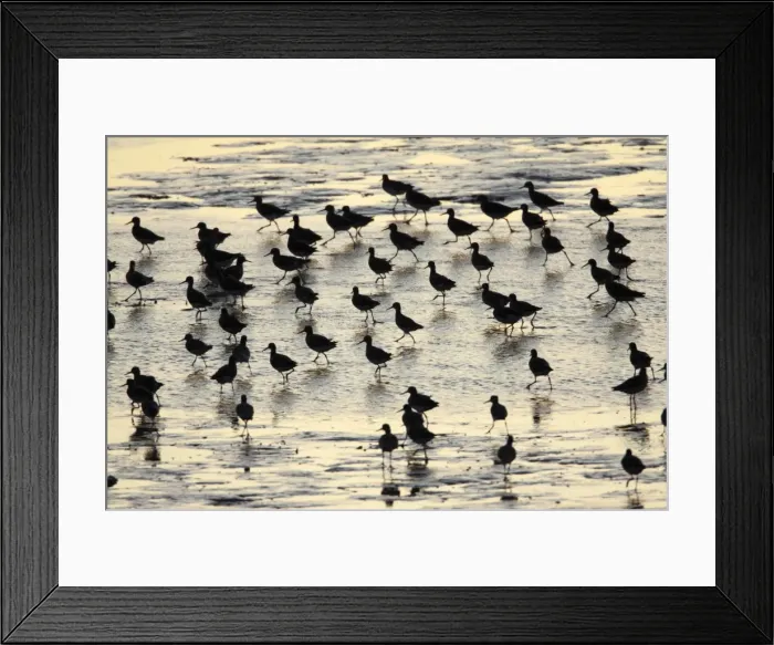 Framed Print : Redshank - flock searching for food at low tide - Island of Texel - Holland Framed Print : Redshank - flock searching for food at low tide - Island of Texel - Holland
