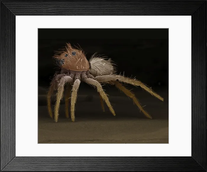 Framed Print : Scanning Electron Micrograph (SEM): Jumping Spider, Magnification x 65 (A4 size: 29. 7 cm width) Framed Print : Scanning Electron Micrograph (SEM): Jumping Spider, Magnification x 65 (A4 size: 29. 7 cm width)