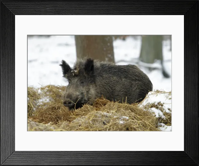 Framed Print : Wild Pig - sow resting in nest of straw in snow covered forest - Hessen - Germany Framed Print : Wild Pig - sow resting in nest of straw in snow covered forest - Hessen - Germany
