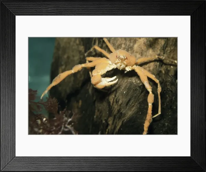 Framed Print : Scorpion Spider Crab - missing a claw Europe coasts