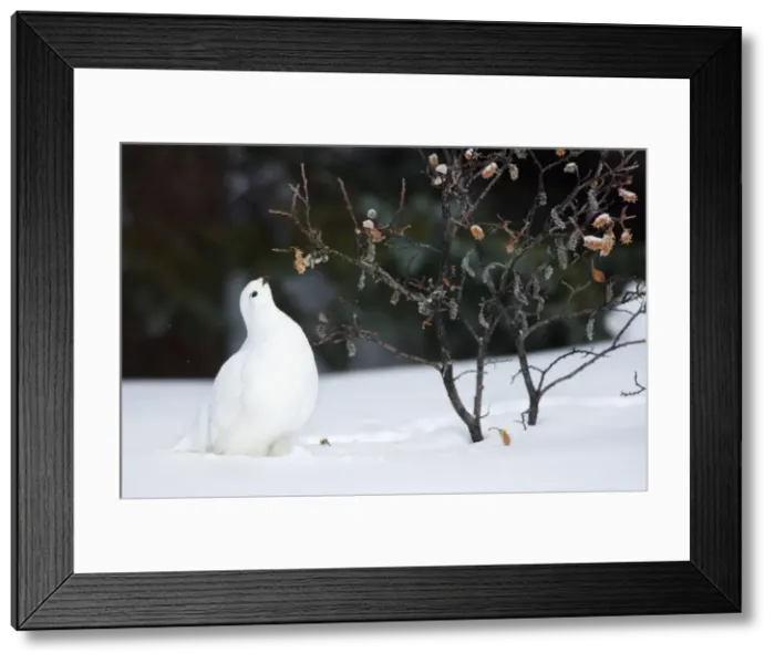 Framed Print : White-tailed Ptarmigan - in snow eating buds and leaves off willow - Jasper National Park - Rocky Mountains - Alberta - Canada _BAX0040 Framed Print : White-tailed Ptarmigan - in snow eating buds and leaves off willow - Jasper National Park - Rocky Mountains - Alberta - Canada _BAX0040