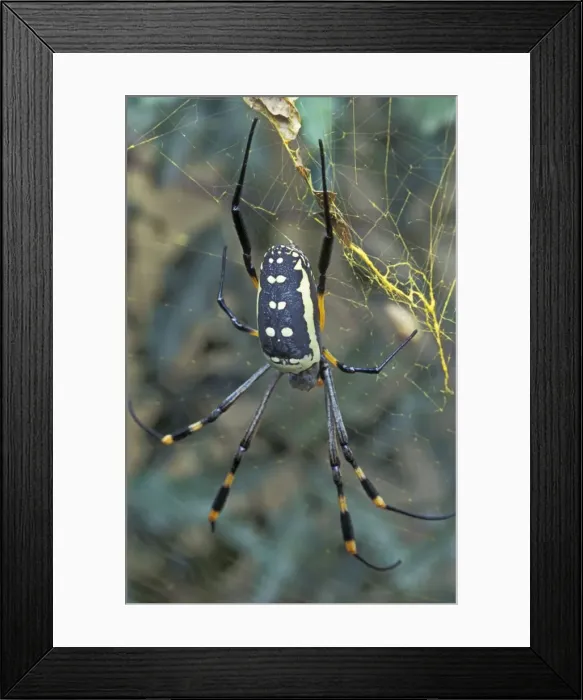 Framed Print : Banded-legged Golden Orb Web Spider - In web Framed Print : Banded-legged Golden Orb Web Spider - In web