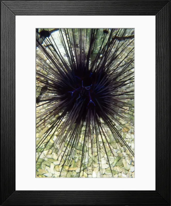 Framed Print : Long-spined Sea Urchin - dangerously venomous spines Framed Print : Long-spined Sea Urchin - dangerously venomous spines