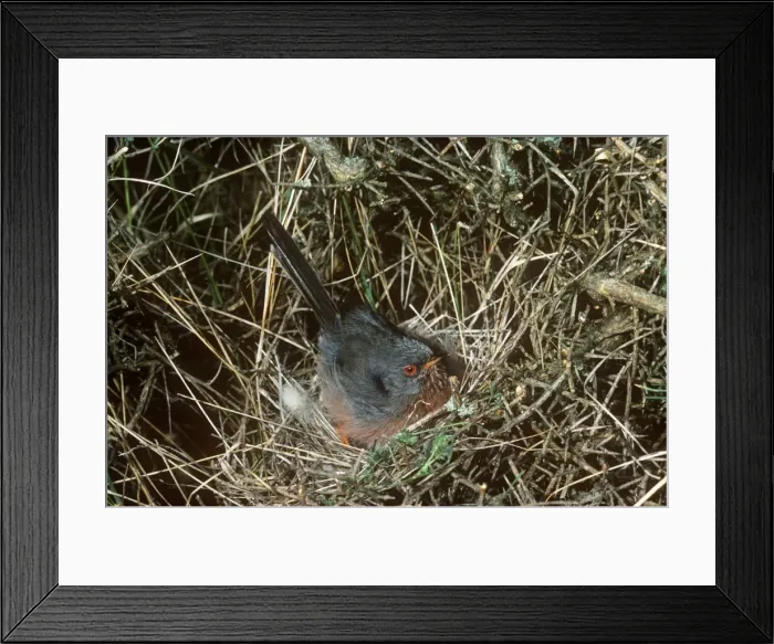 Framed Print : Dartford Warbler - on nest Framed Print : Dartford Warbler - on nest