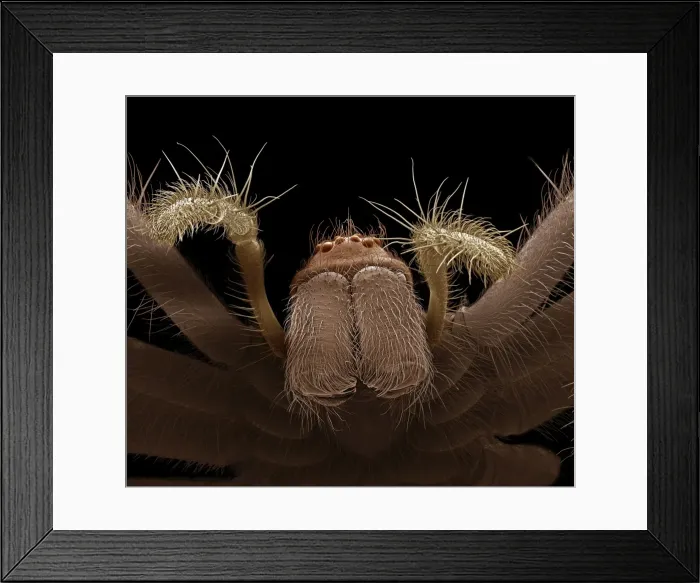 Framed Print : Scanning Electron Micrograph (SEM): Common House Spider - female, ; Magnification x 25 (A4 size: 29. 7 cm width) Framed Print : Scanning Electron Micrograph (SEM): Common House Spider - female, ; Magnification x 25 (A4 size: 29. 7 cm width)
