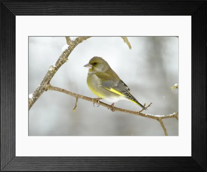 Framed Print : Greenfinch - perched on branch in winter - Lower Saxony - Germany Framed Print : Greenfinch - perched on branch in winter - Lower Saxony - Germany
