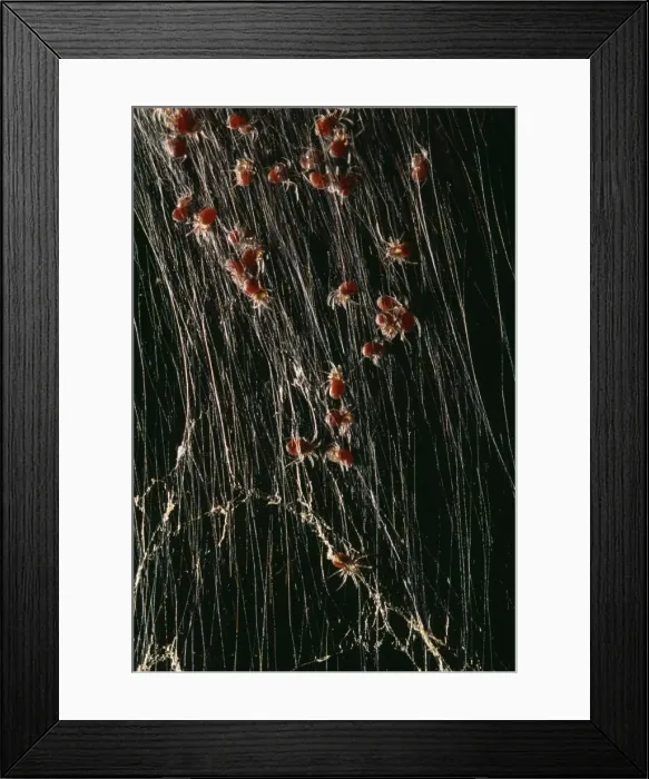 Framed Print : Giant Madagascar Orb Spider PPG 989 Spiderlings in web. Cities & Forests of Madagascar. Nephila madagascariensis © Ken Lucas / ARDEA LONDON Framed Print : Giant Madagascar Orb Spider PPG 989 Spiderlings in web. Cities & Forests of Madagascar. Nephila madagascariensis © Ken Lucas / ARDEA LONDON