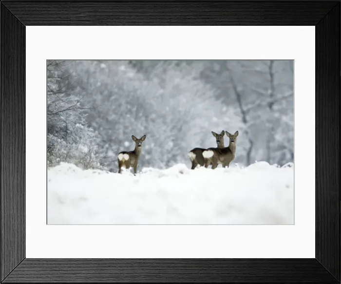Framed Print : Roe Deer - doe with two yearling fawns alert on snow covered field - Harz mountains - Lower Saxony - Germany Framed Print : Roe Deer - doe with two yearling fawns alert on snow covered field - Harz mountains - Lower Saxony - Germany