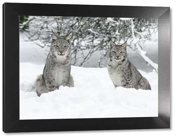 European Lynx - two animals sitting in snow - Hessen - Germany