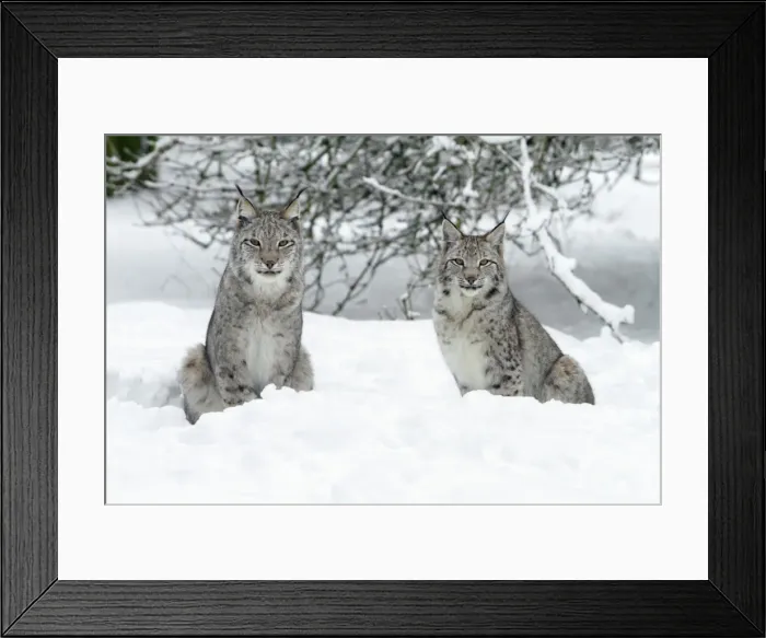 Framed Print : European Lynx - two animals sitting in snow - Hessen - Germany Framed Print : European Lynx - two animals sitting in snow - Hessen - Germany