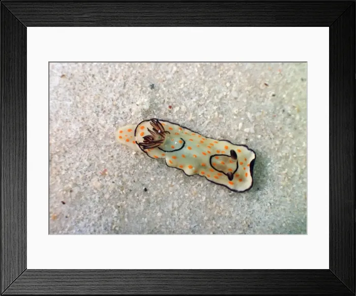 Framed Print : Orange spotted sea slug Mombasa Kenya Framed Print : Orange spotted sea slug Mombasa Kenya