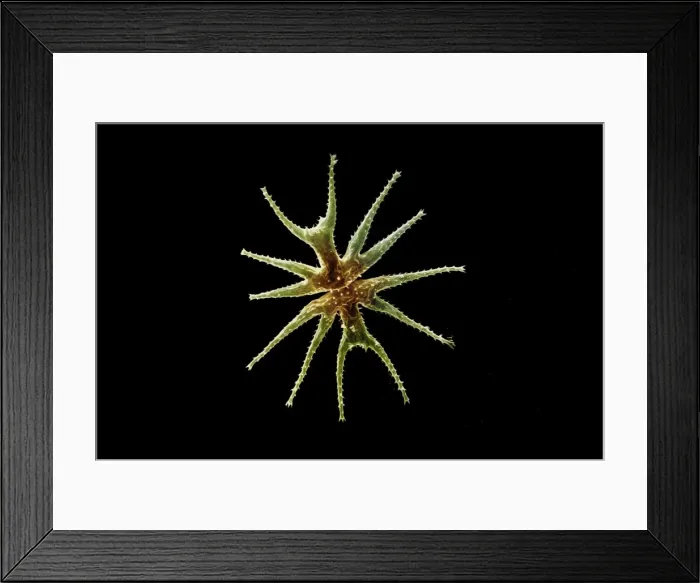 Framed Print : Freshwater Desmid Framed Print : Freshwater Desmid