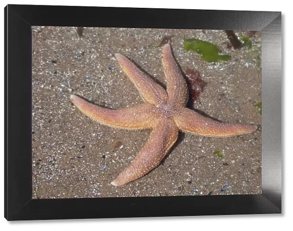 Common Starfish - Oxwich Bay Gower South Wales UK
