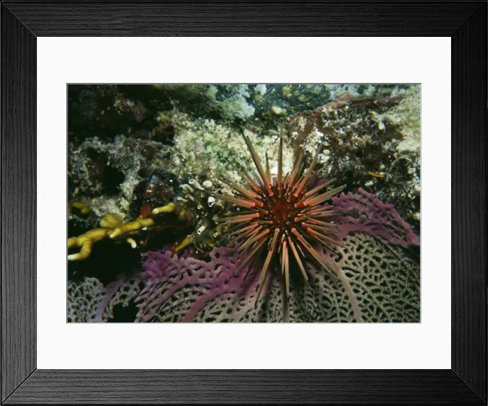 Framed Print : Spiney Urchin VT 4661 Caribbean. Echionothrix sp. © Ron & Valerie Taylor / ARDEA LONDON Framed Print : Spiney Urchin VT 4661 Caribbean. Echionothrix sp. © Ron & Valerie Taylor / ARDEA LONDON