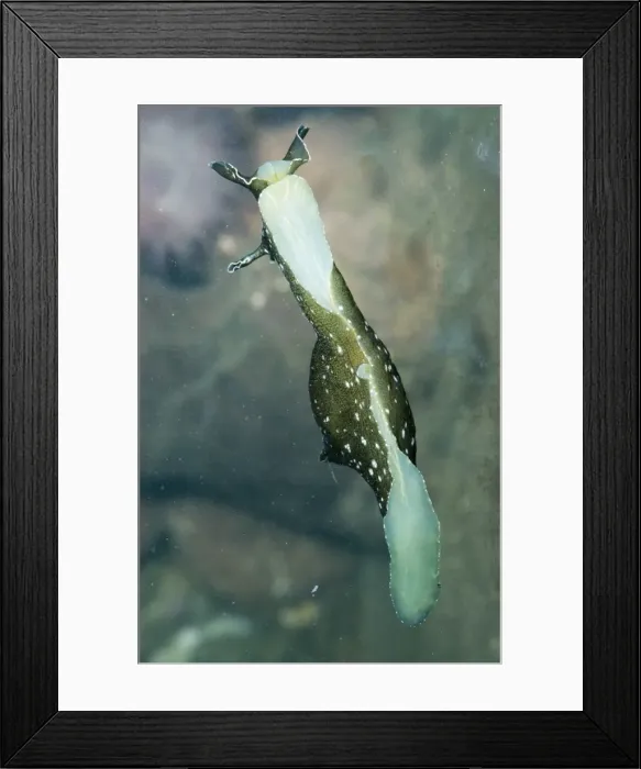 Framed Print : Sea Hare - Mollusc Europe Coasts Framed Print : Sea Hare - Mollusc Europe Coasts