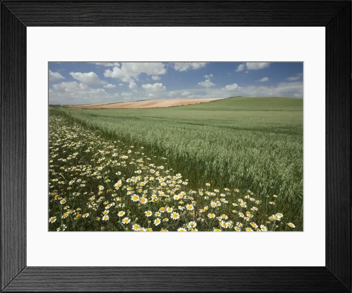 Framed Print : Spain - Agricultural landscape. Aragon Framed Print : Spain - Agricultural landscape. Aragon