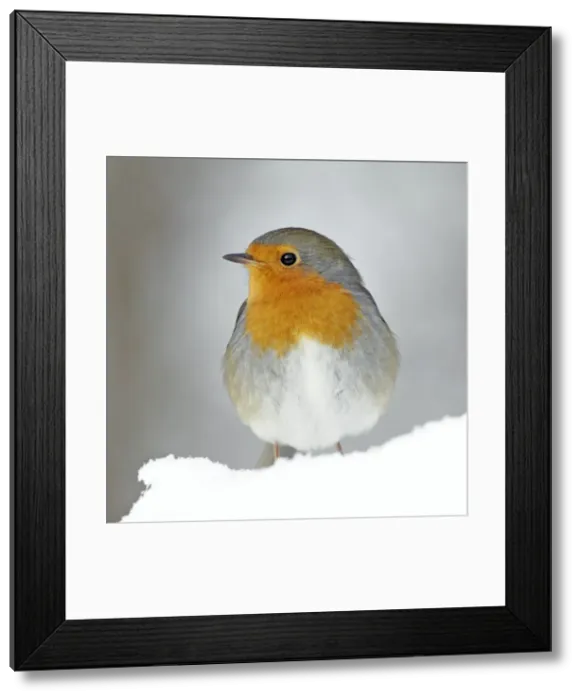 Framed Print : Robin - in snow - Lower Saxony - Germany Framed Print : Robin - in snow - Lower Saxony - Germany