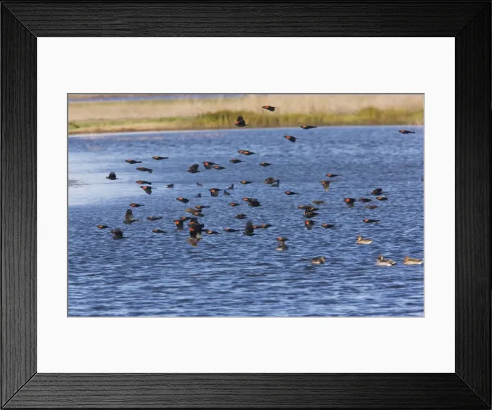 Framed Print : Red-winged Blackbirds - flock in flight over lake, at Sacramento National Wildlife Reserve, California, United States Framed Print : Red-winged Blackbirds - flock in flight over lake, at Sacramento National Wildlife Reserve, California, United States
