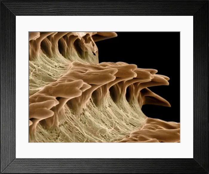 Framed Print : Scanning Electron Micrograph (SEM): Radula of the Garden Snail - Magnification x 3, 500 (A4 size: 29. 7 cm width) Framed Print : Scanning Electron Micrograph (SEM): Radula of the Garden Snail - Magnification x 3, 500 (A4 size: 29. 7 cm width)