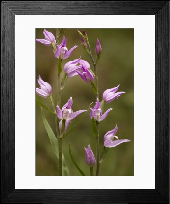 Framed Print : Red helleborine (Cephalanthera rubra). Very rare orchid in UK Framed Print : Red helleborine (Cephalanthera rubra). Very rare orchid in UK