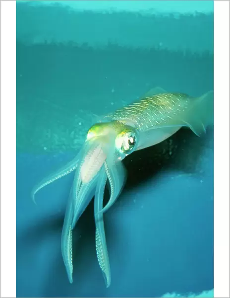 Japanese Squid PM 9575 Sepioteuthis lessoniana © P. Morris  /  ARDEA LONDON