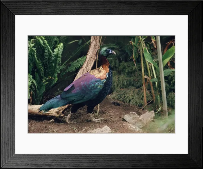 Framed Print : Chinese Monal - male Framed Print : Chinese Monal - male