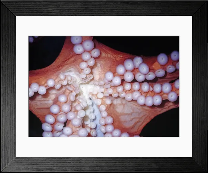 Framed Print : Giant Pacific Octopus - Close up of sucker pads Arm Spread = 10 Feet, Rocky Coast of California Framed Print : Giant Pacific Octopus - Close up of sucker pads Arm Spread = 10 Feet, Rocky Coast of California