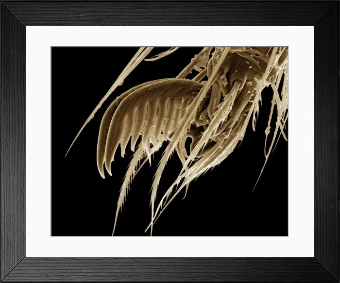 Framed Print : Scanning Electron Micrograph (SEM): a foot of Cellar / Daddy-long-legs Spider - Magnification x 1500 (if print A4 size: 29. 7 cm wide) Framed Print : Scanning Electron Micrograph (SEM): a foot of Cellar / Daddy-long-legs Spider - Magnification x 1500 (if print A4 size: 29. 7 cm wide)