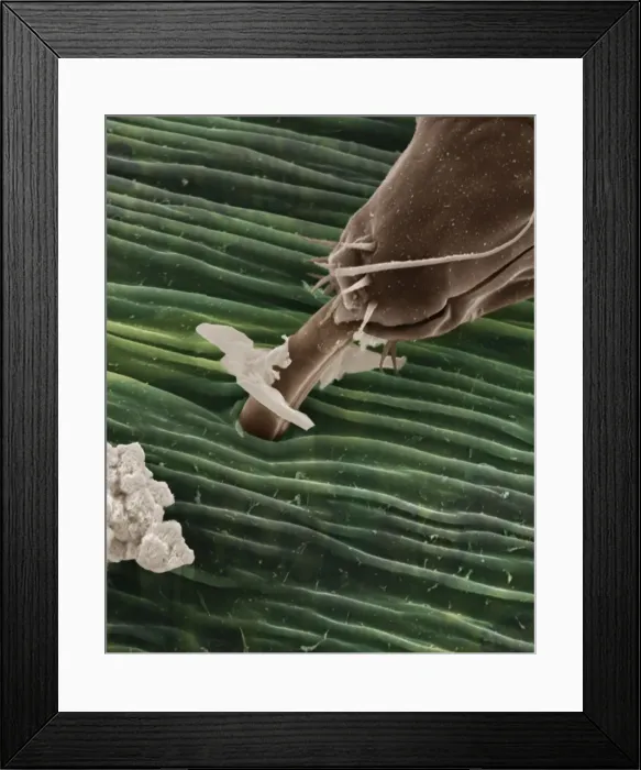 Framed Print : Scanning Electron Micrograph (SEM): Black Aphid - Magnification x 6000 (if print A4 size: 29. 7 cm wide)