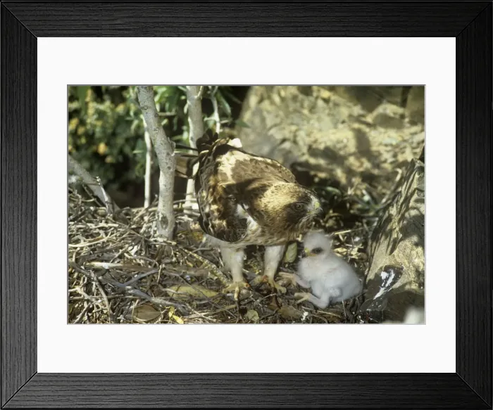 Framed Print : Booted Eagle - Adult with chick at nest Framed Print : Booted Eagle - Adult with chick at nest