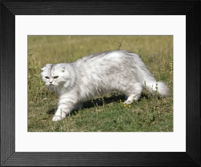 Framed Print : Scottish  /  Highland Fold Cat