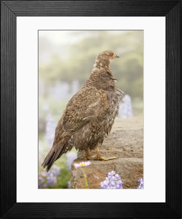 Framed Print : Blue Grouse - among flowers on Mount Rainier National Park, Washington, USA, North America Framed Print : Blue Grouse - among flowers on Mount Rainier National Park, Washington, USA, North America