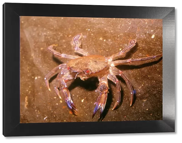 Velvet  /  Swimming Crab UK
