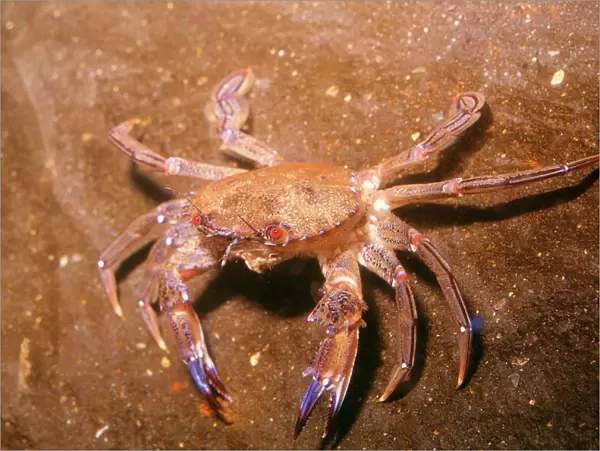 Velvet  /  Swimming Crab UK