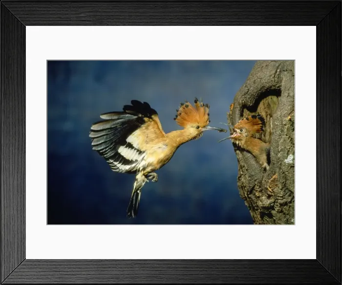 Framed Print : African Hoopoe - feeding young Framed Print : African Hoopoe - feeding young