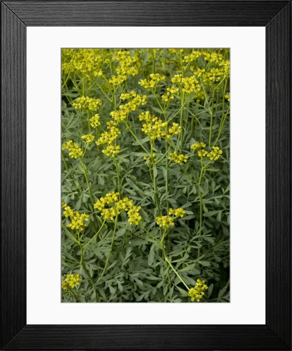 Framed Print : Common rue (Ruta graveolens). S. Europe, and gardens Framed Print : Common rue (Ruta graveolens). S. Europe, and gardens