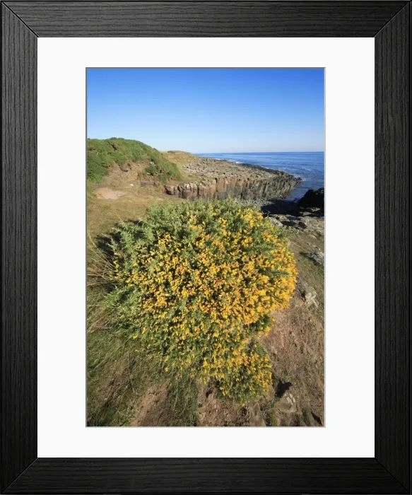 Framed Print : Gorse Bush - flowering on North Sea coastline, Northumberland national Park, England Framed Print : Gorse Bush - flowering on North Sea coastline, Northumberland national Park, England