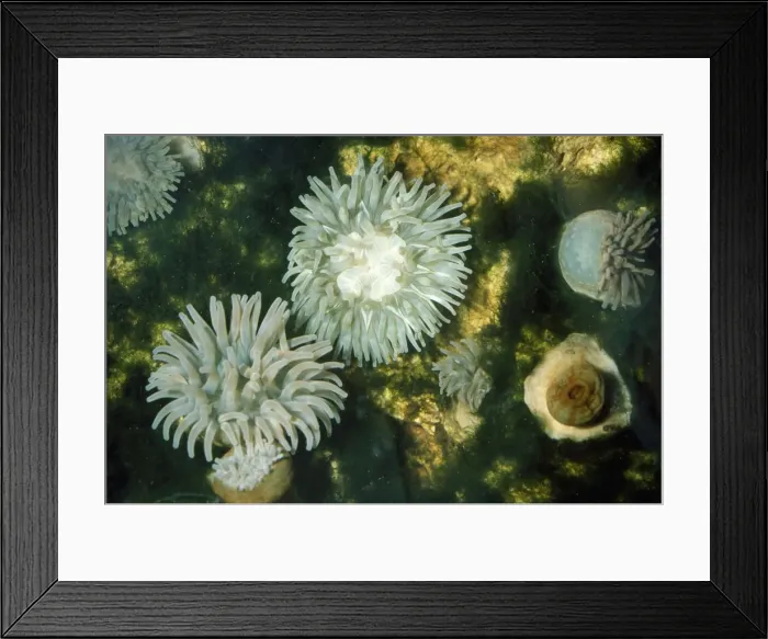 Framed Print : Dahlia Anemone North Sea Framed Print : Dahlia Anemone North Sea