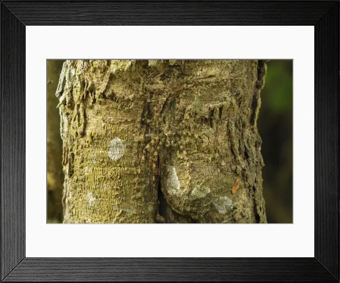 Framed Print : Lichen Spider - camouflaged on bark Erawan Nationalpark, Thailand Framed Print : Lichen Spider - camouflaged on bark Erawan Nationalpark, Thailand