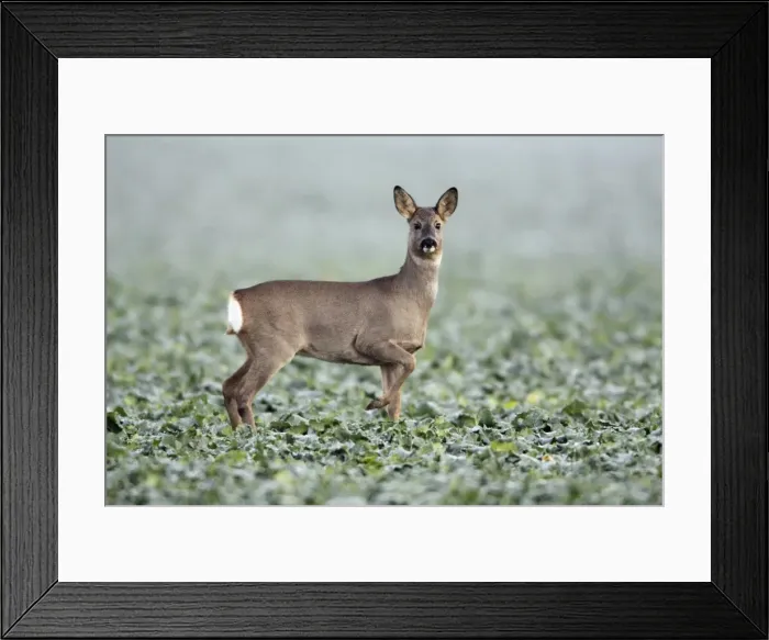Framed Print : Roe Deer - doe in oil-seed rape crop - Germany Framed Print : Roe Deer - doe in oil-seed rape crop - Germany