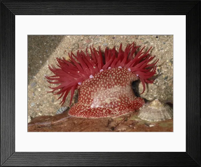Framed Print : Strawberry Anemone North Devon, UK Framed Print : Strawberry Anemone North Devon, UK