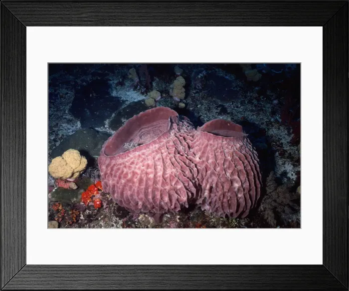 Framed Print : Barrel Sponge Indonesia Framed Print : Barrel Sponge Indonesia