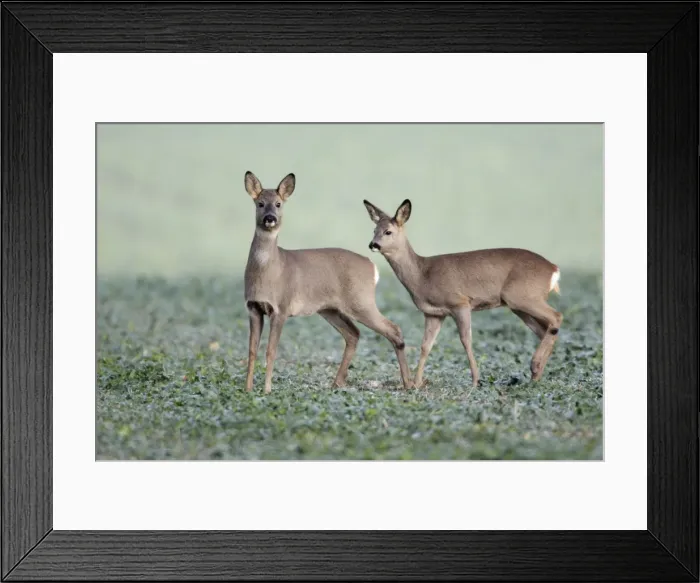 Framed Print : European Roe Deer - doe with yearling fawn in oil-seed rape crop - Lower Saxony - Germany Framed Print : European Roe Deer - doe with yearling fawn in oil-seed rape crop - Lower Saxony - Germany