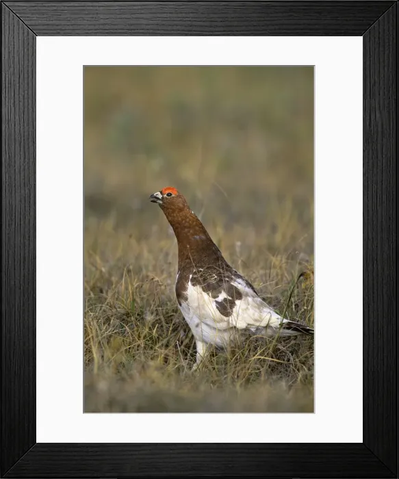 Framed Print : Willow Ptarmigan - male calling - Arctic National Wildlife Refuge - Alaska - Summer B6274 Framed Print : Willow Ptarmigan - male calling - Arctic National Wildlife Refuge - Alaska - Summer B6274