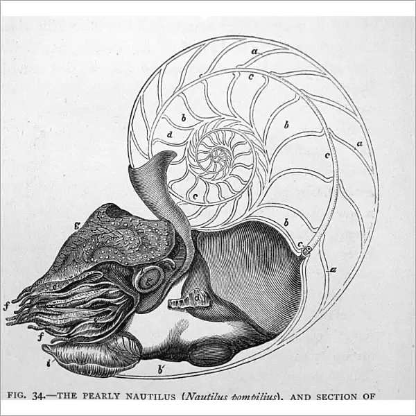 Black & White Illustration: Pearly Nautilus sectioned shell to show siphon and chambers. From Owen's monograph