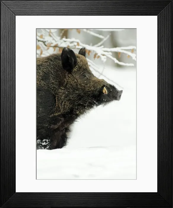 Framed Print : Wild Pig - boar in snow covered forest - Hessen - Germany Framed Print : Wild Pig - boar in snow covered forest - Hessen - Germany