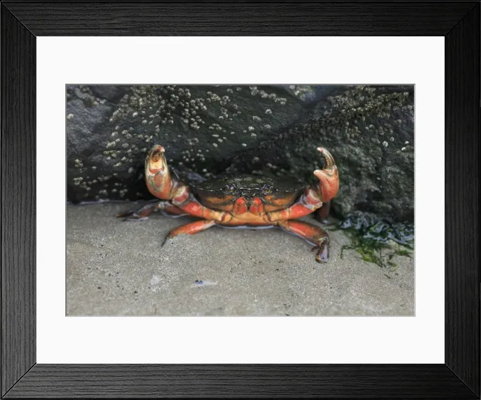 Framed Print : Edible Crab - in the defence position on seashore, Northumberland National Park, England Framed Print : Edible Crab - in the defence position on seashore, Northumberland National Park, England
