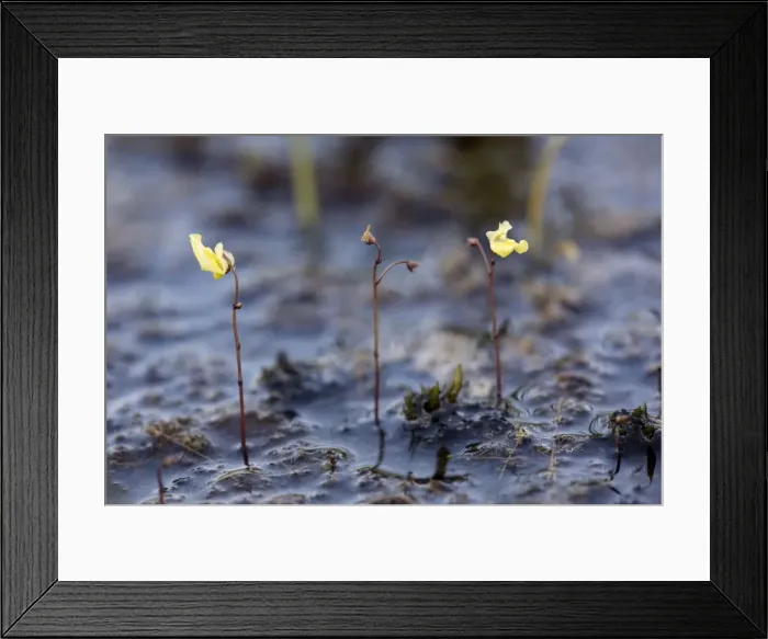 Framed Print : Lesser bladderwort (Utricularia minor). Dorset bog Framed Print : Lesser bladderwort (Utricularia minor). Dorset bog