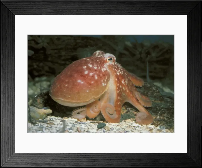 Framed Print : Common Octopus Framed Print : Common Octopus