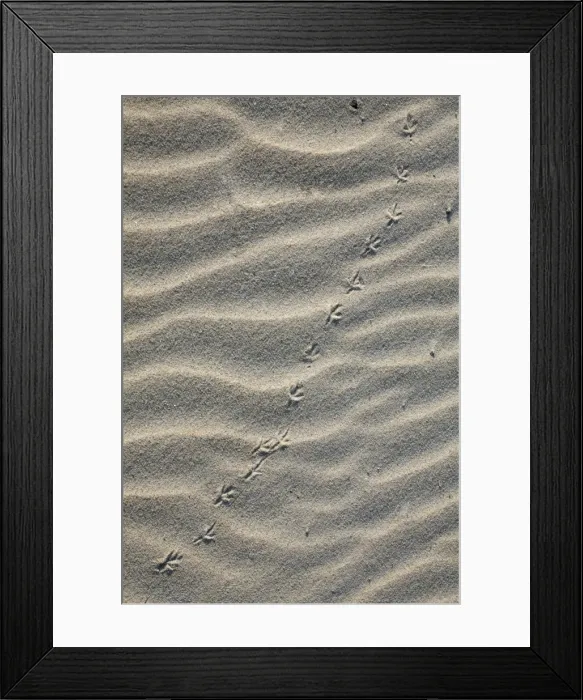 Framed Print : Bird Tracks - songbird in sand, on sand dune, Island of Texel, Holland Framed Print : Bird Tracks - songbird in sand, on sand dune, Island of Texel, Holland